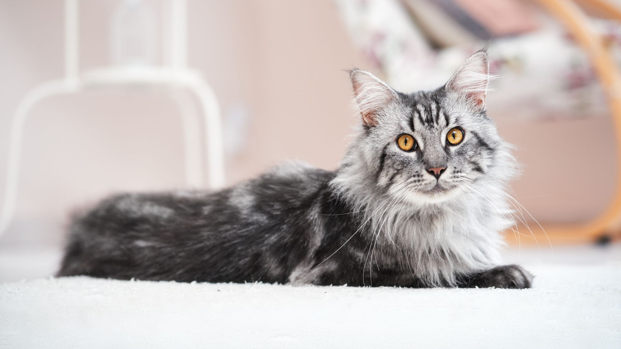 Когда у котят меняются зубы: симптомы и как помочь животному | Royal Canin  UA