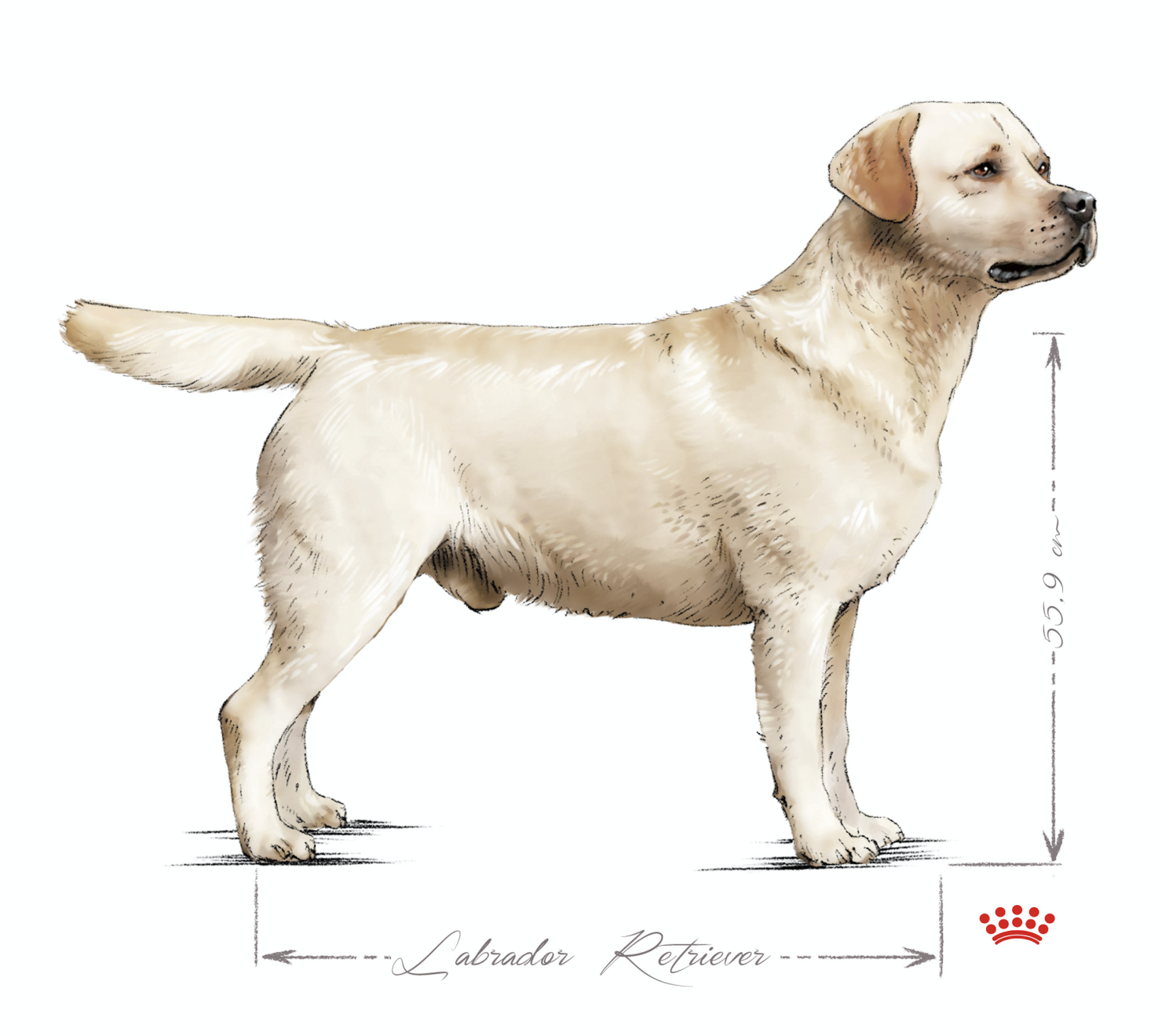 Лабрадор и золотистый ретривер: в чем отличия | Royal Canin