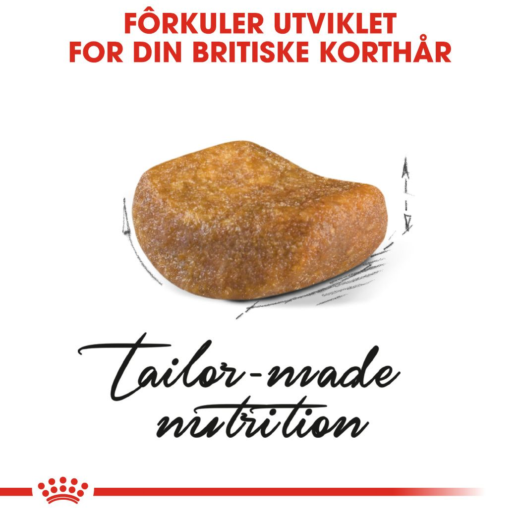 British Shorthair Adult