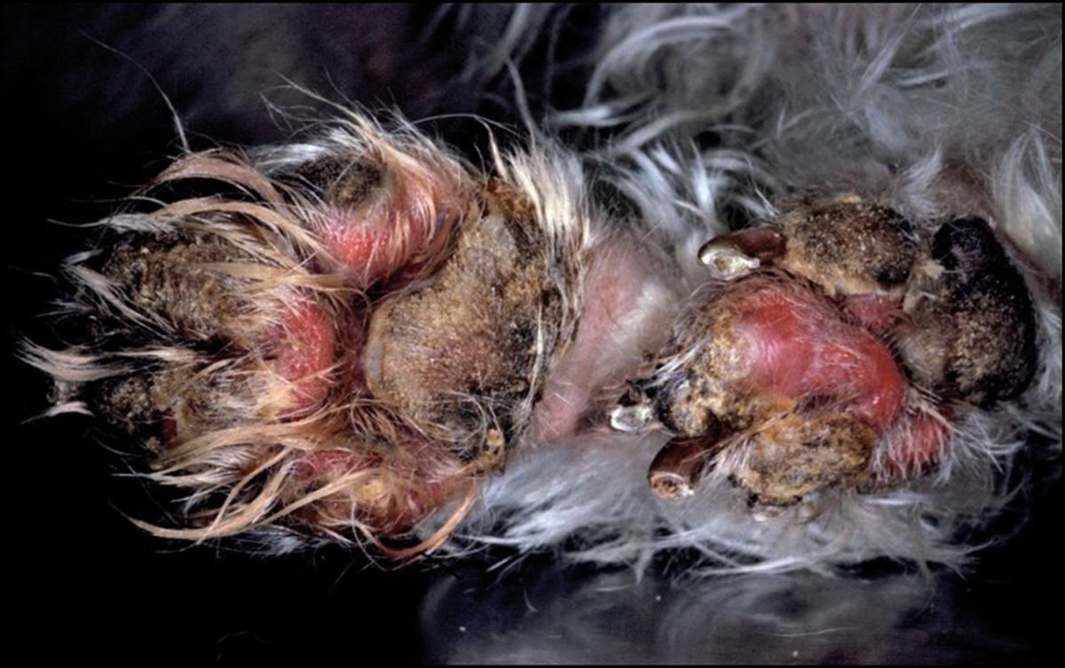 Figura 8. Perro con dermatitis necrolítica superficial. En esta enfermedad las almohadillas aparecen agrietadas y con fisuras, en lugar de capas secas o pústulas como ocurre en el pénfigo. © Rosanna Marsella