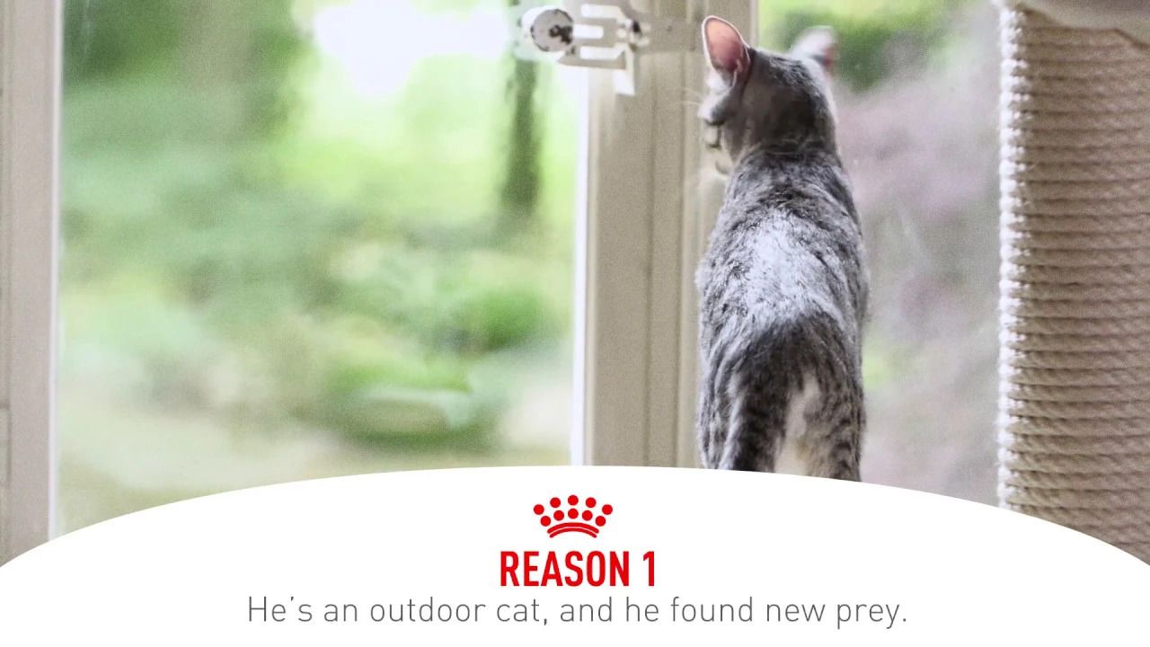 gastrointestinal-health