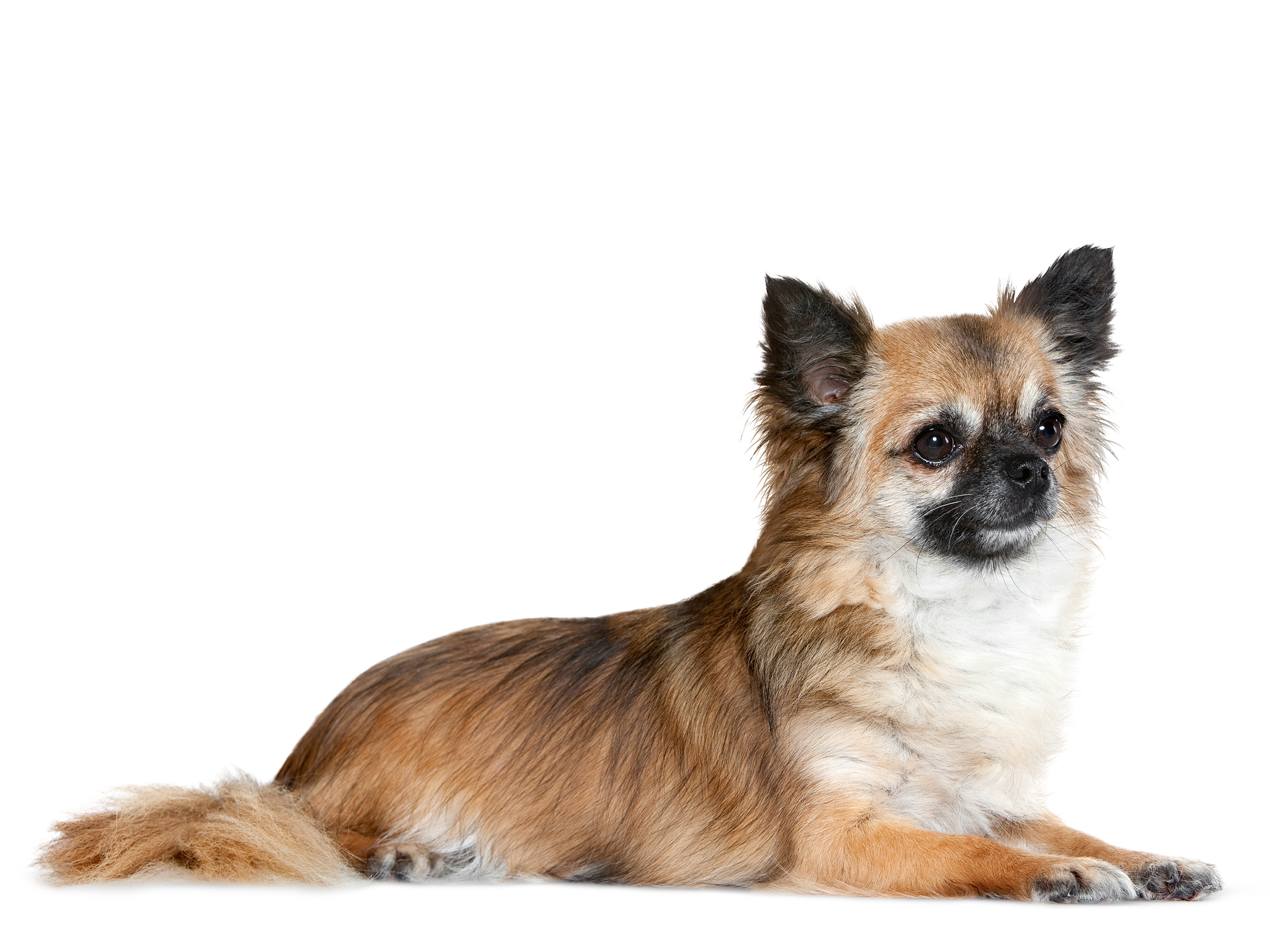 royal canin senior chihuahua