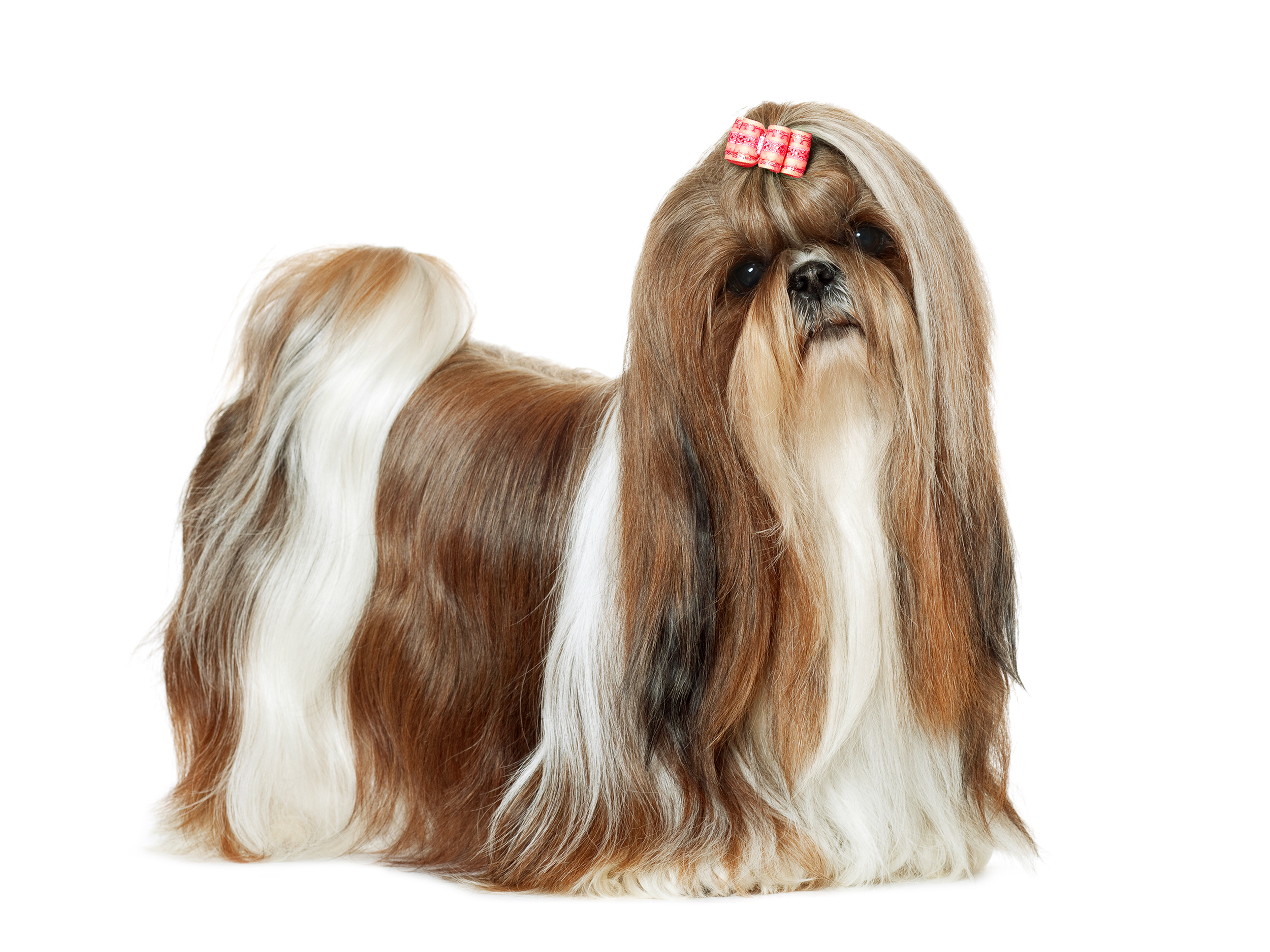 Shih tzu adulte en noir et blanc