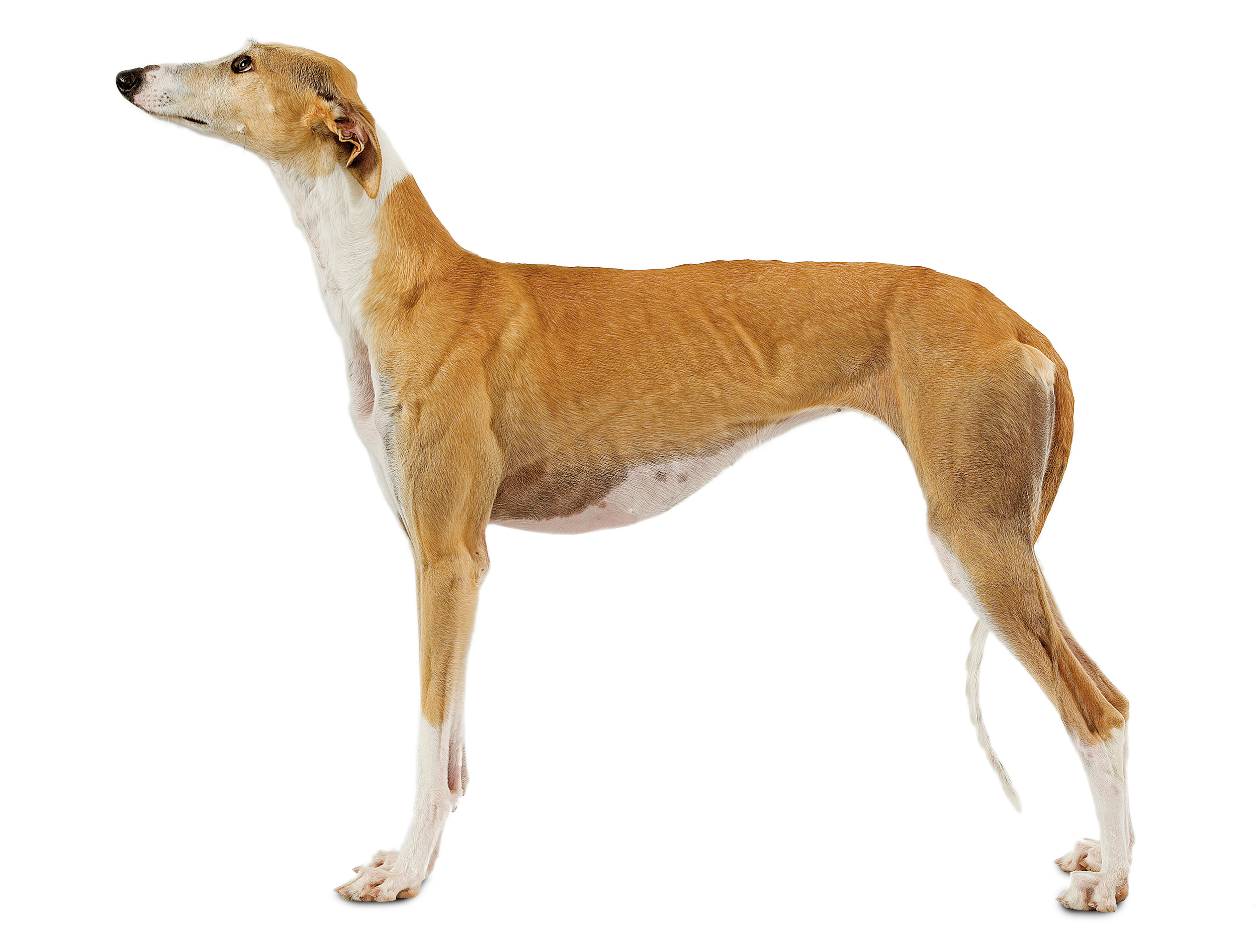 black and white spanish greyhound adult