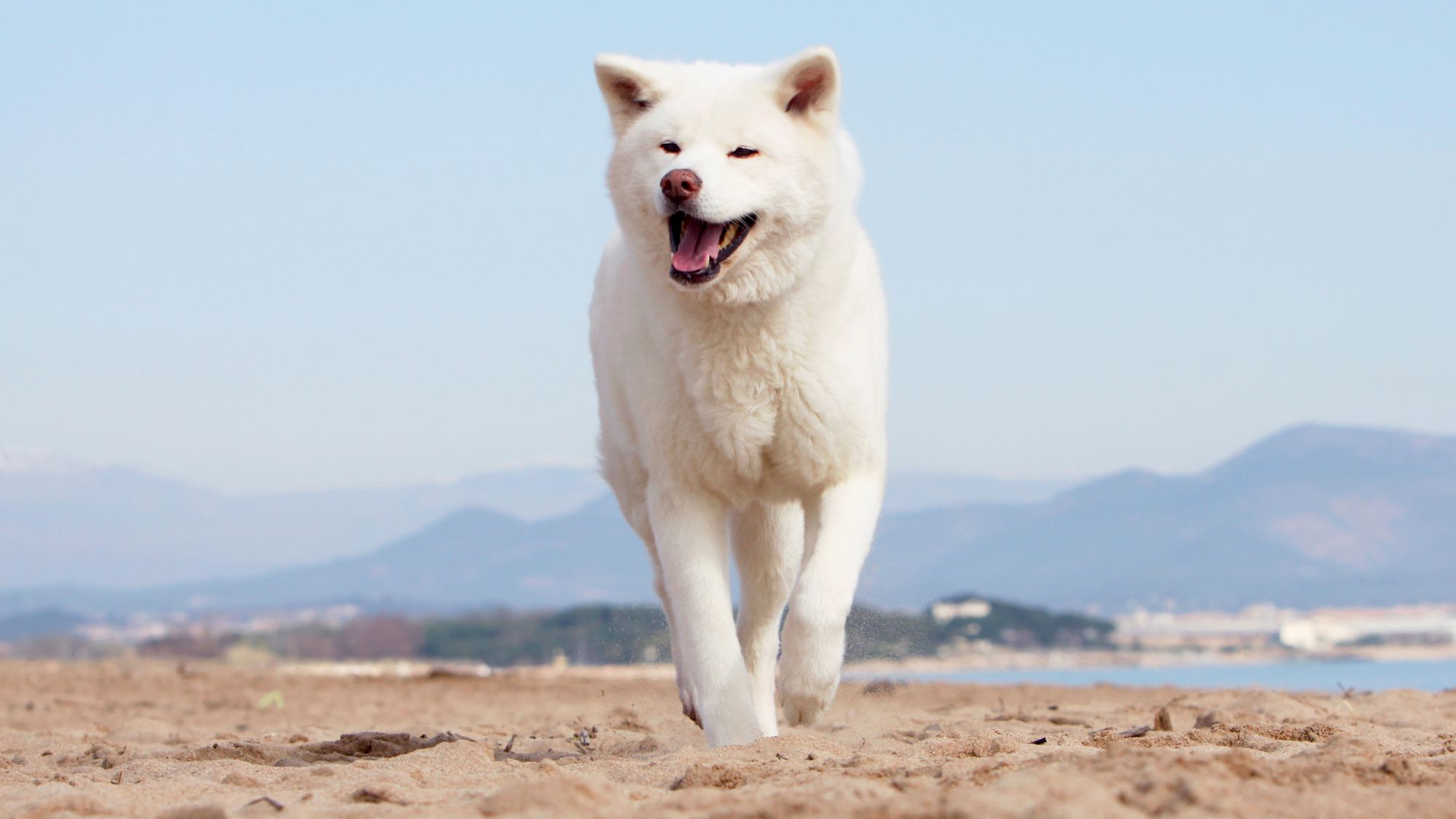 Akita inu courant sur une plaine, des montagnes en arrière-plan