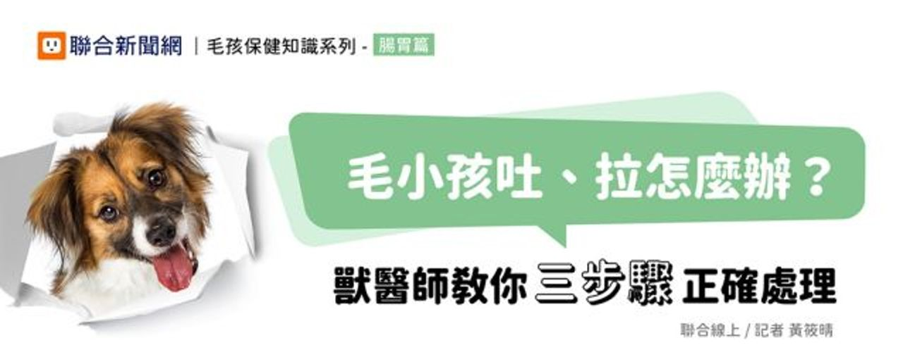 毛小孩吐拉怎麼辦？獸醫教你三步驟正確處理