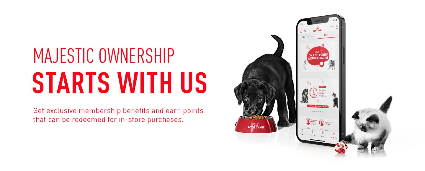 Royal canin club sale