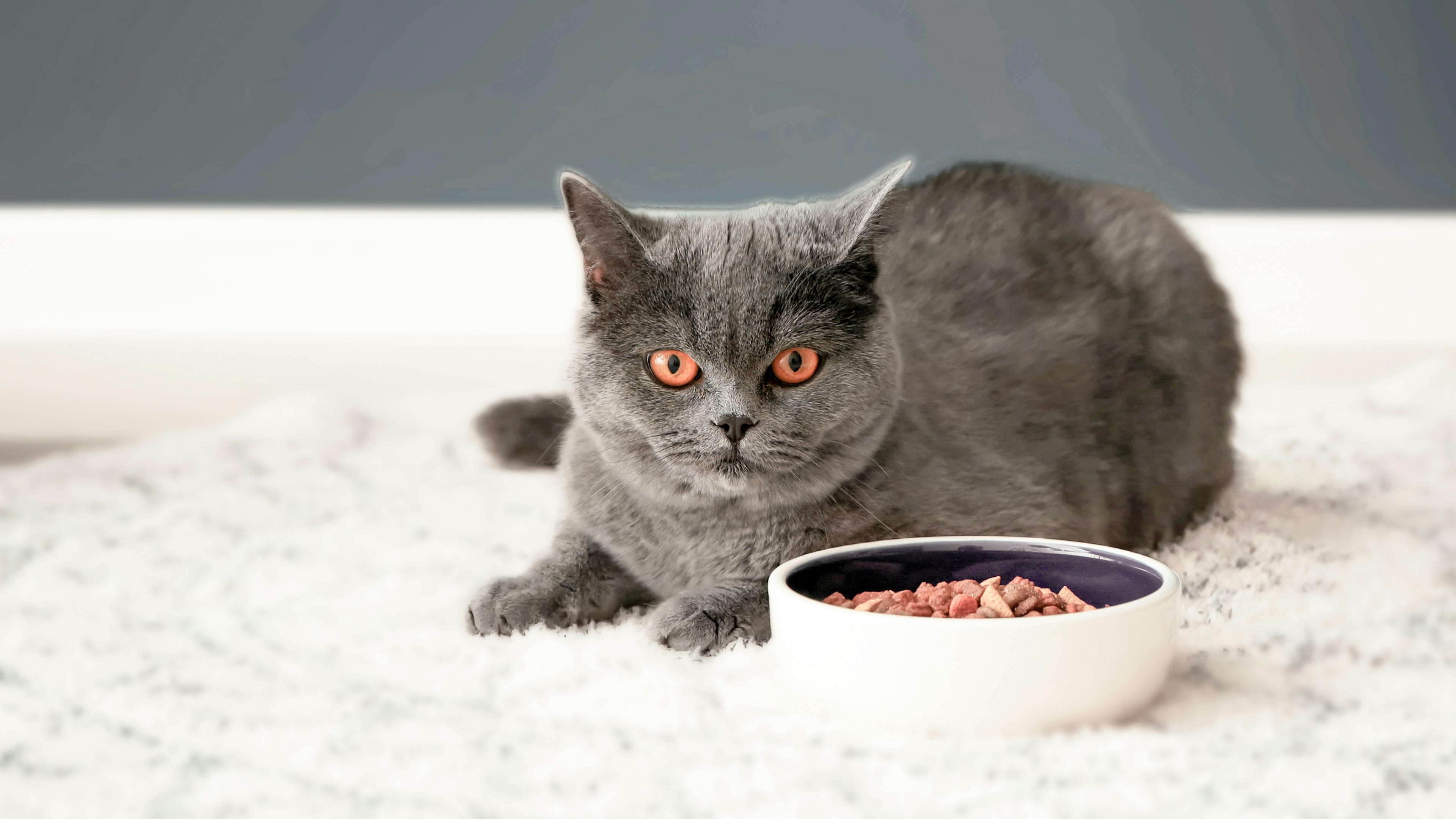 Wet Or Dry Food What To Feed A Cat Royal Canin