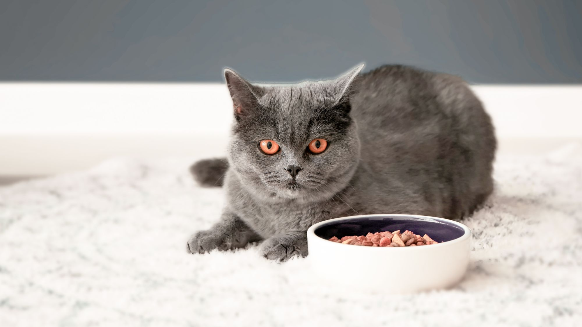 british shorthair cat lying down on a white rug next to a feeding bowl