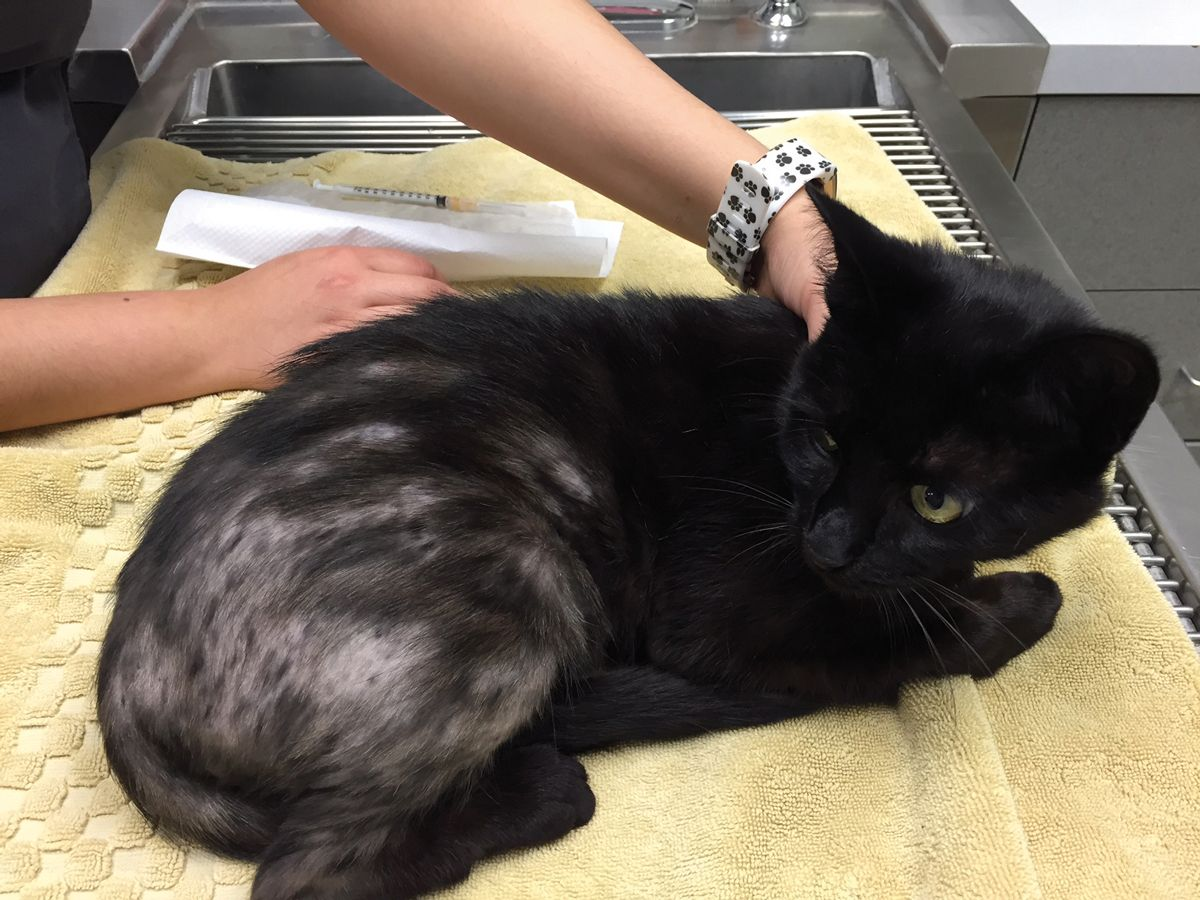 Miliare Dermatitis der Katze Royal Canin