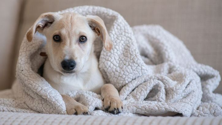 Perro yace en una manta en el sofá