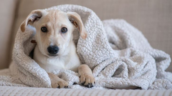 Chien allongé dans une couverture sur le canapé