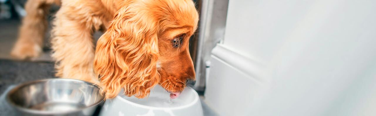 english-cocker-spaniel-eating-from-a-bowl