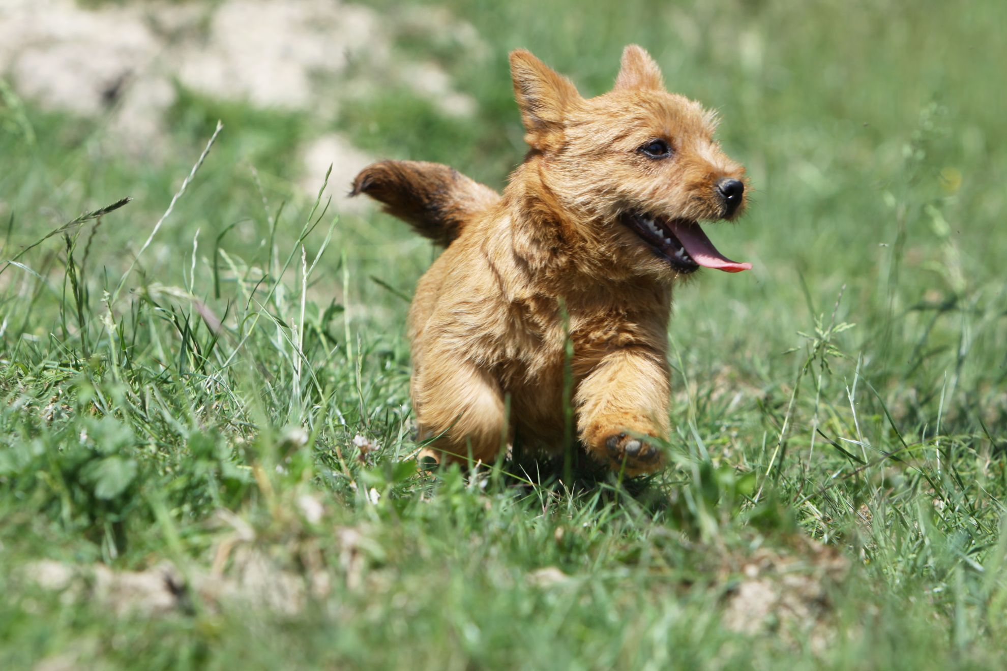 Norwich Terrier running towards camera over grass