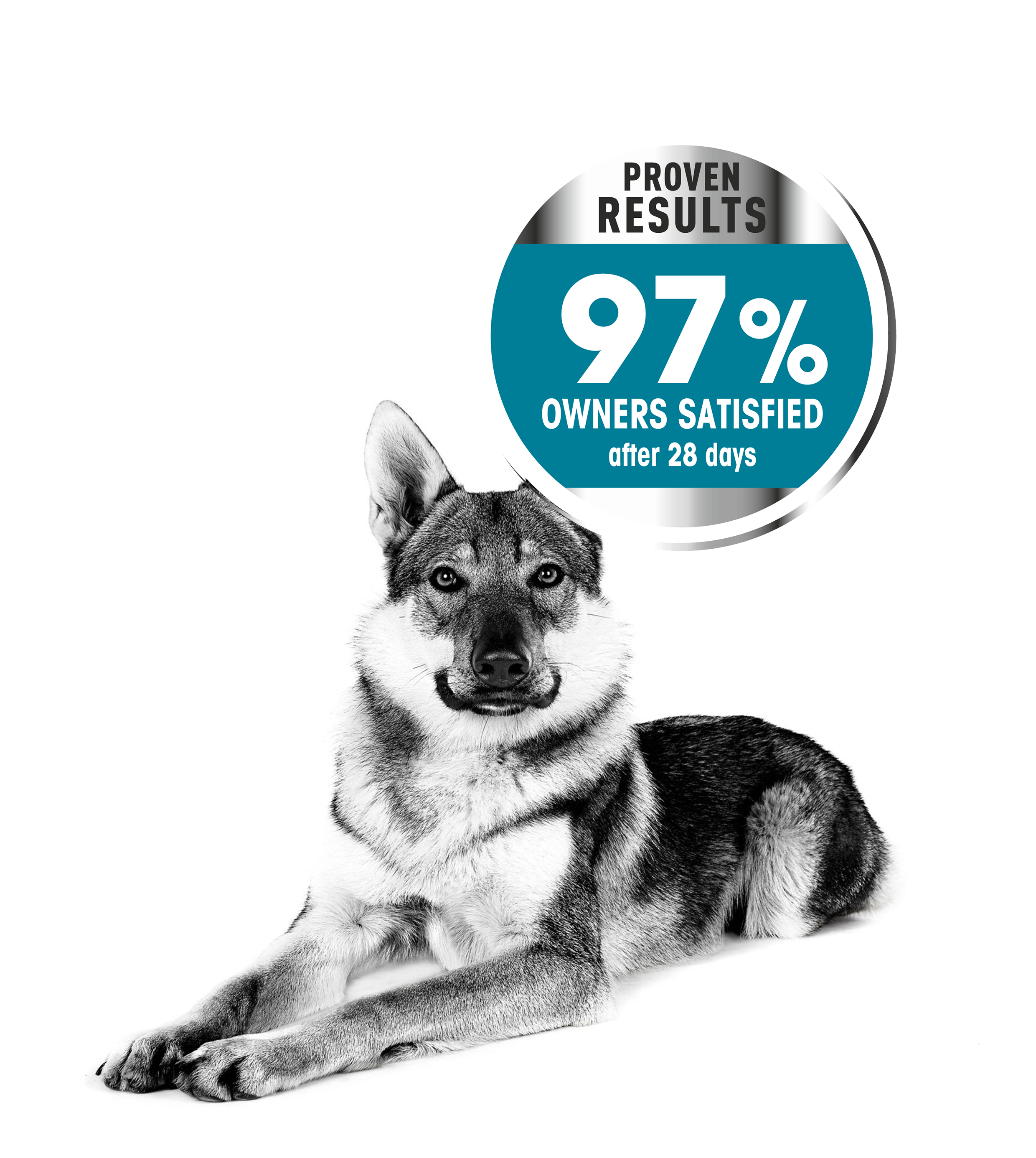 CCN Joint Care Emblematic Husky