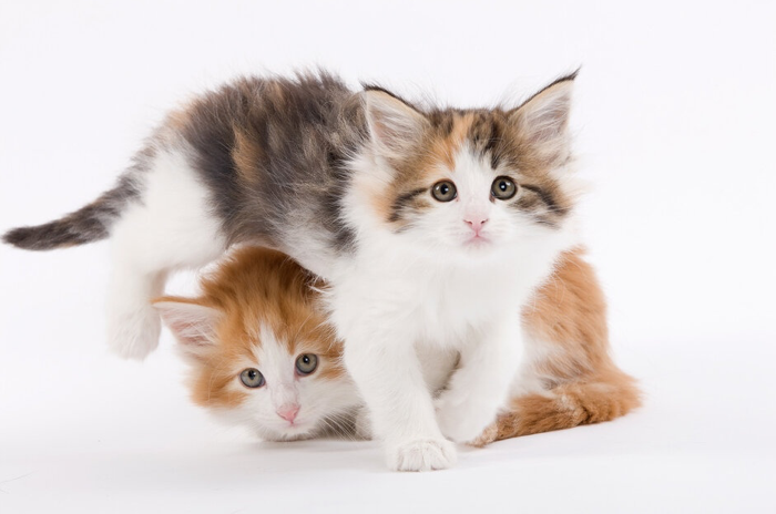 Как отличить кота от кошки - как определить пол котенка | Royal Canin