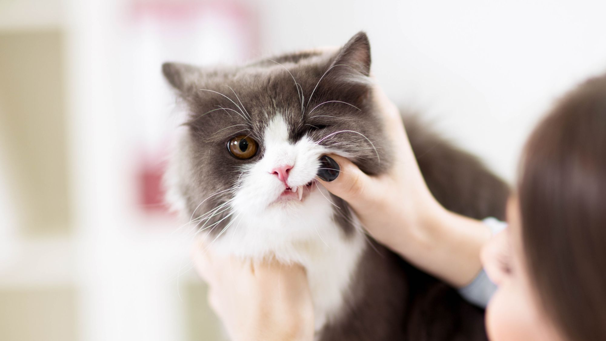 Une femme qui regarde les dents de son chat