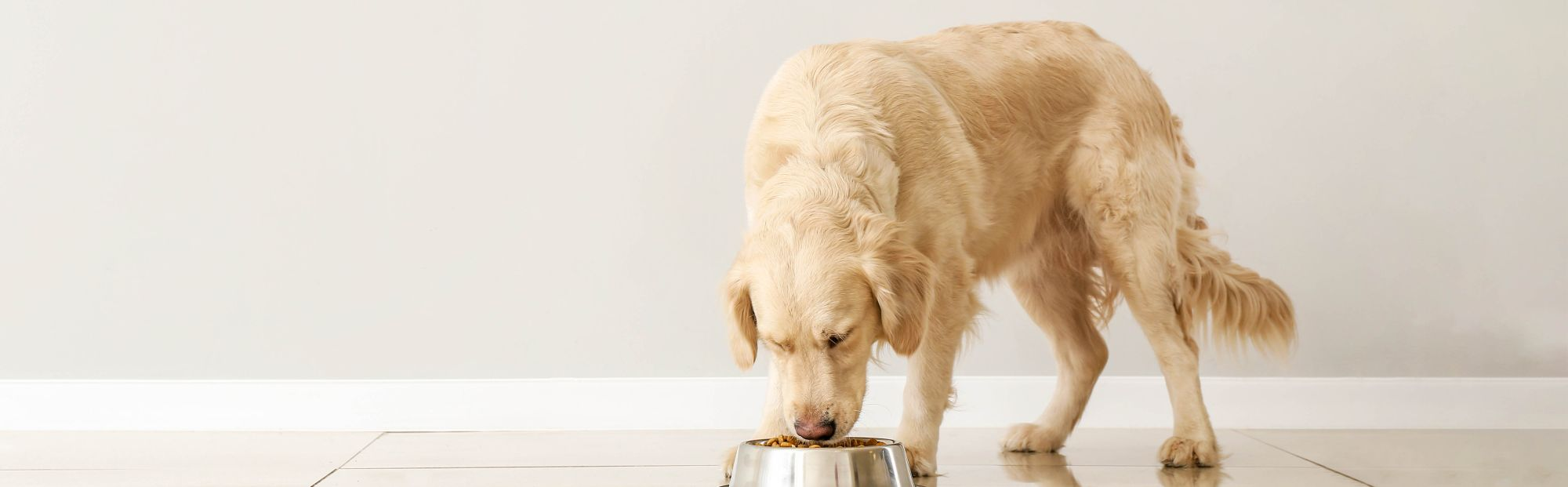 Diet for outlet dog kidney disease