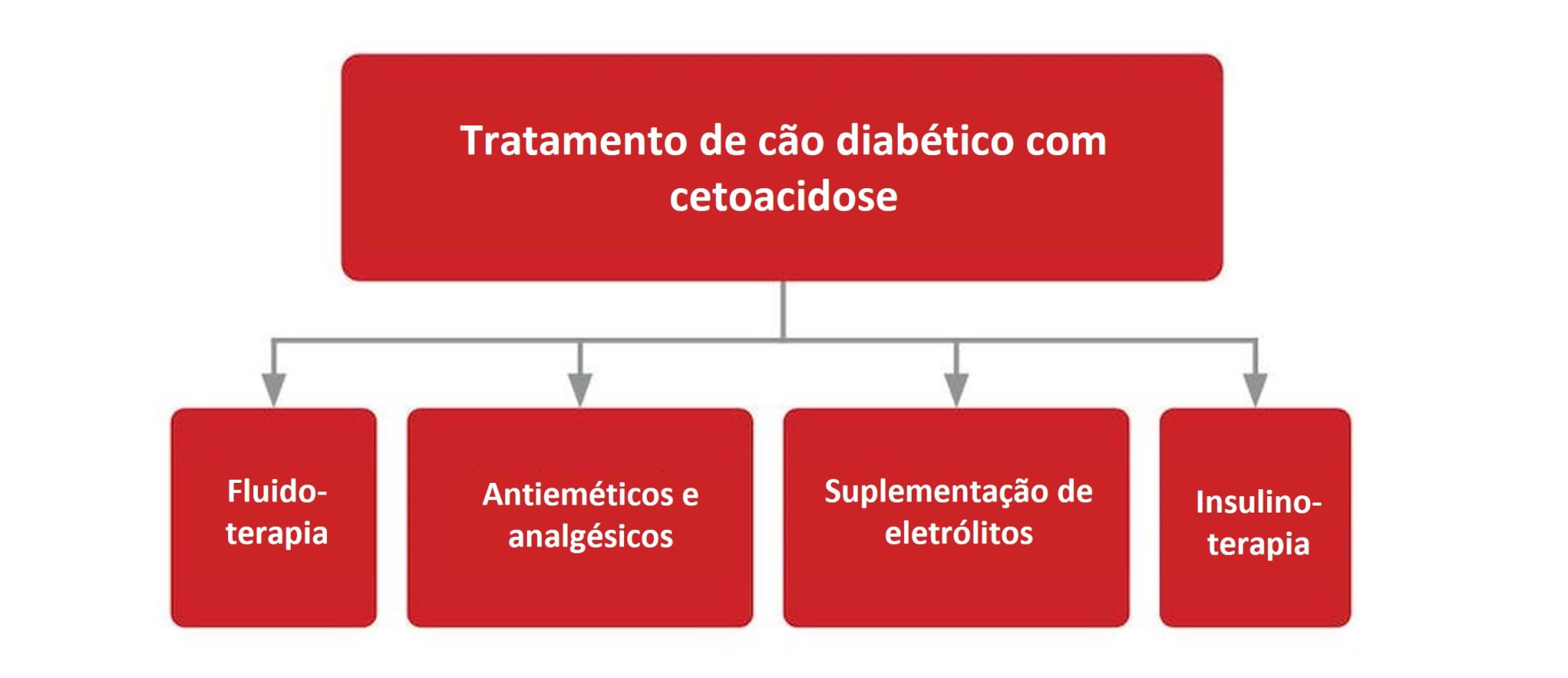 Tratamento de cão diabético com cetoacidose