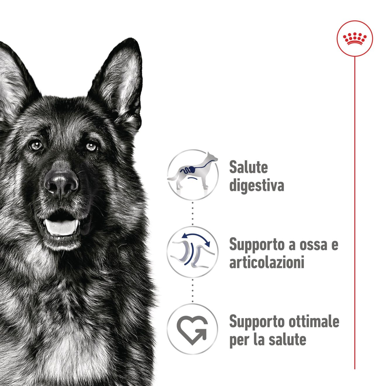 Maxi Adult in patè