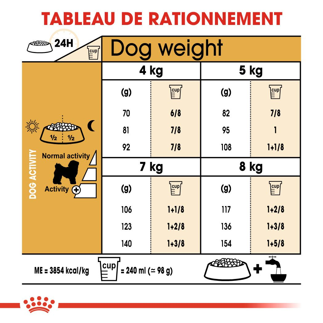 Bichon Frise Adulte