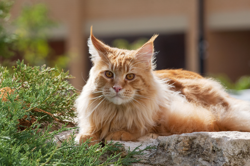 Maine Coon im Garten