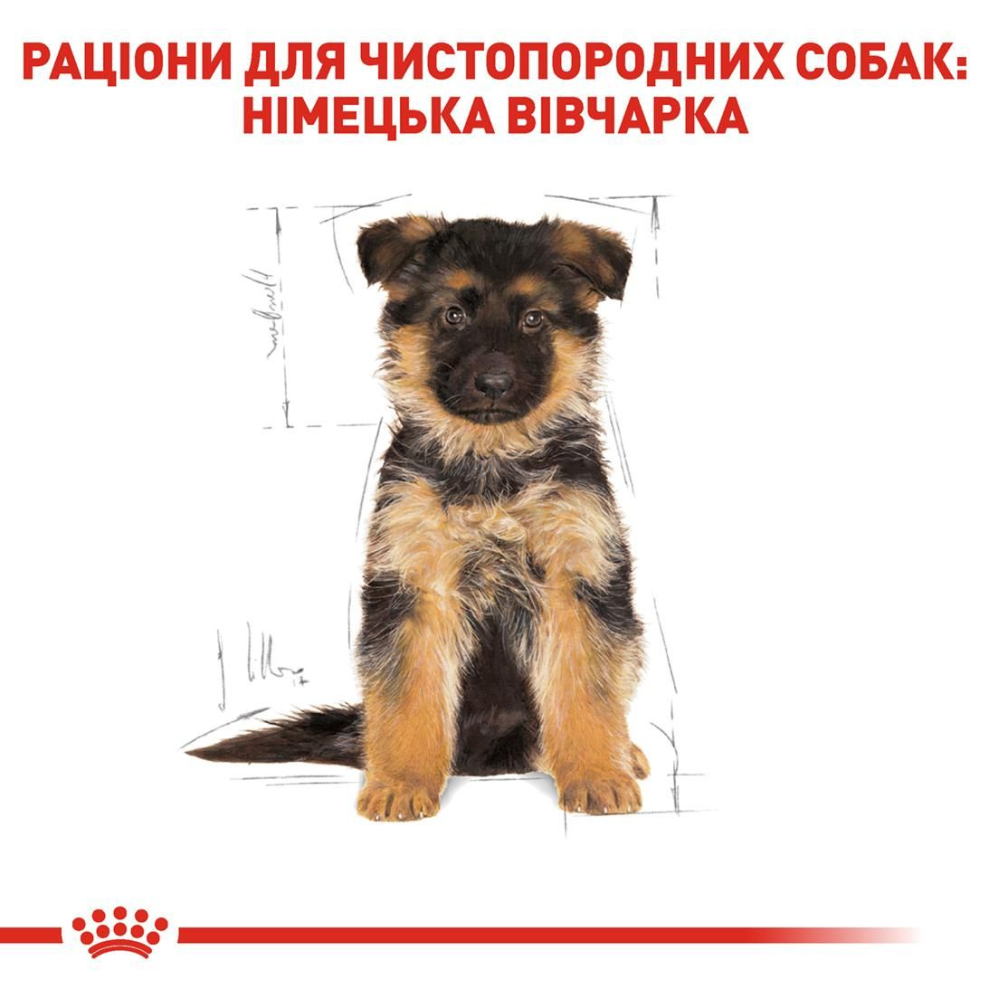 German Shepherd Puppy