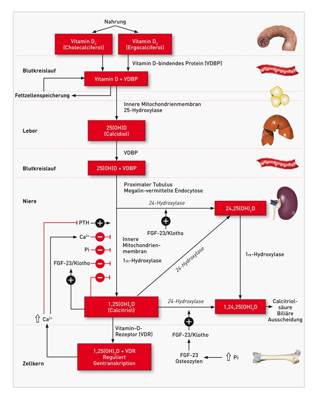 Überblick über den Vitamin-D-Metabolismus, beginnend mit der diätetischen Aufnahme und der weiteren Verarbeitung durch hepatische und renale Transformation. Die schwarzen Linien und die (+)-Zeichen zeigen einen Stimulus an, die roten Linien und die (–)-Zeichen ein negatives Feedback oder eine herabgesetzte Aktivität. Zu beachten sind zudem die Einflüsse von Phosphat (Pi), ionisiertem Calcium (Ca2+), FGF-23, Klotho und PTH.