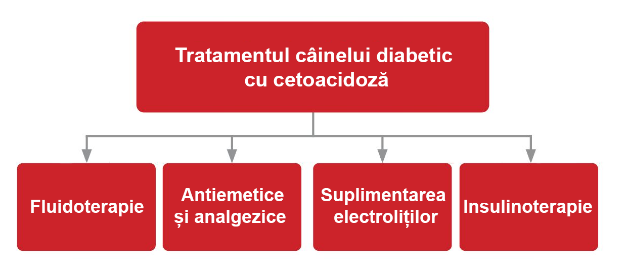 Câinii cu CAD necesită un plan de tratament echilibrat și complex , care trebuie adaptat cerințelor individuale ale pacientului.