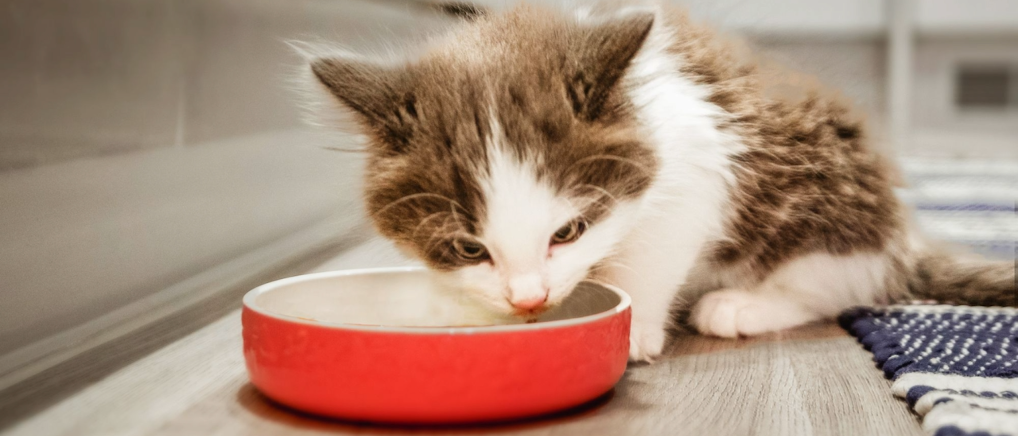 First-Time Cat Owner’s Guide! 5 Tips on feeding your ...