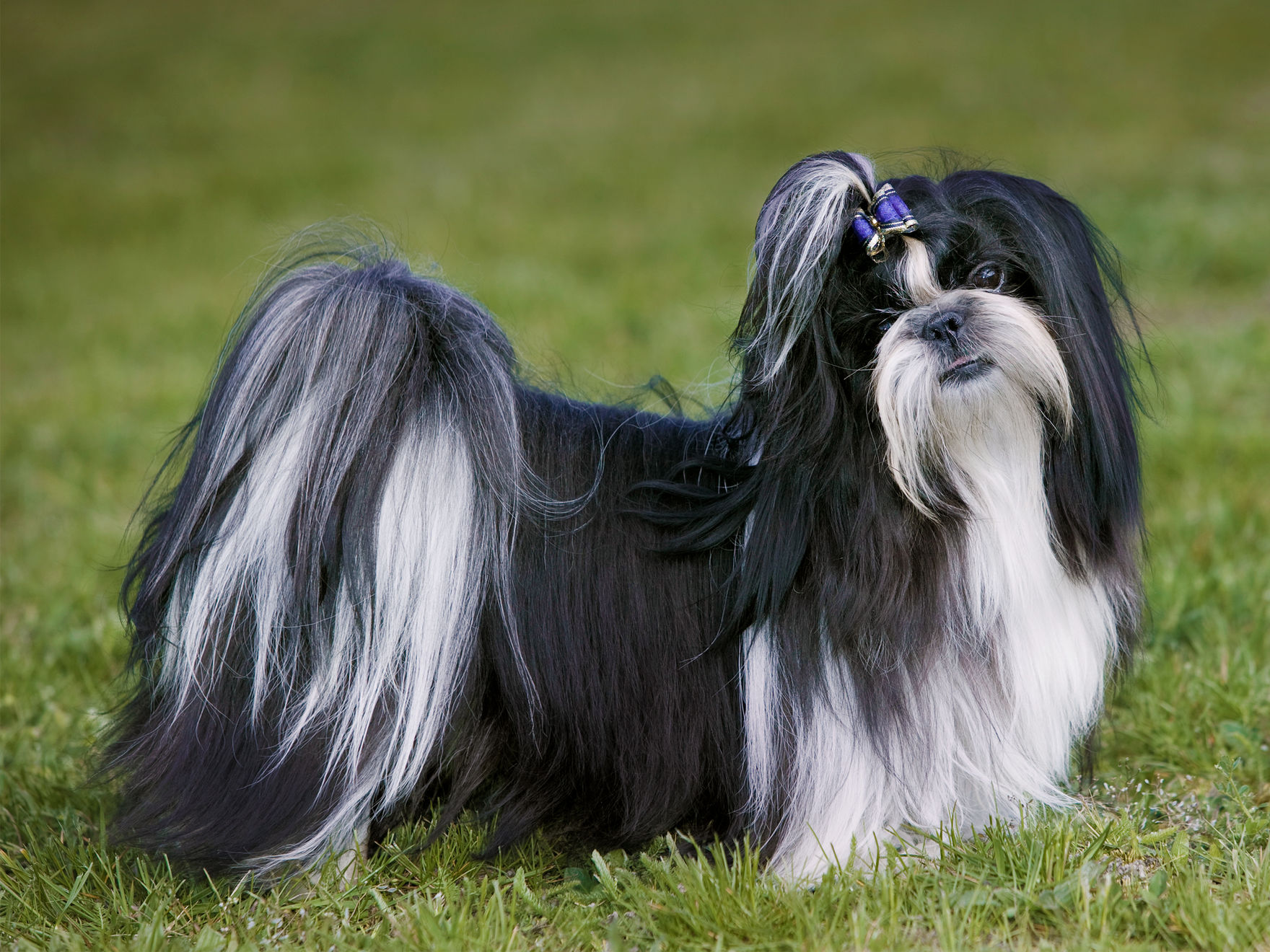 shih-tzu-adult-standing-in-field