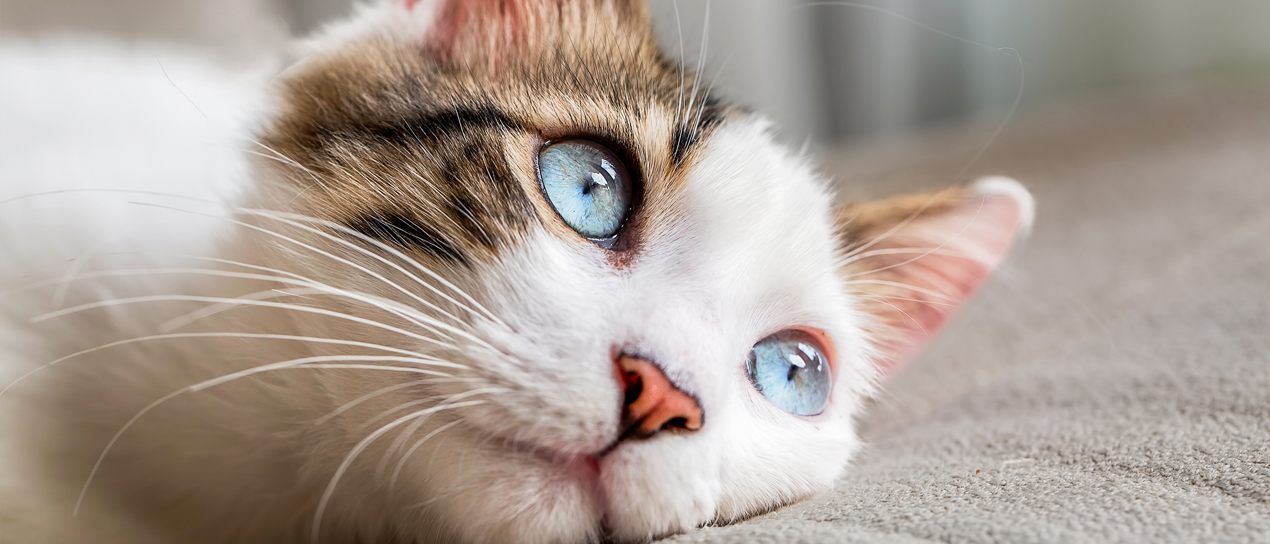 Voksen katt som ligger innendørs på et kremfarget teppe.