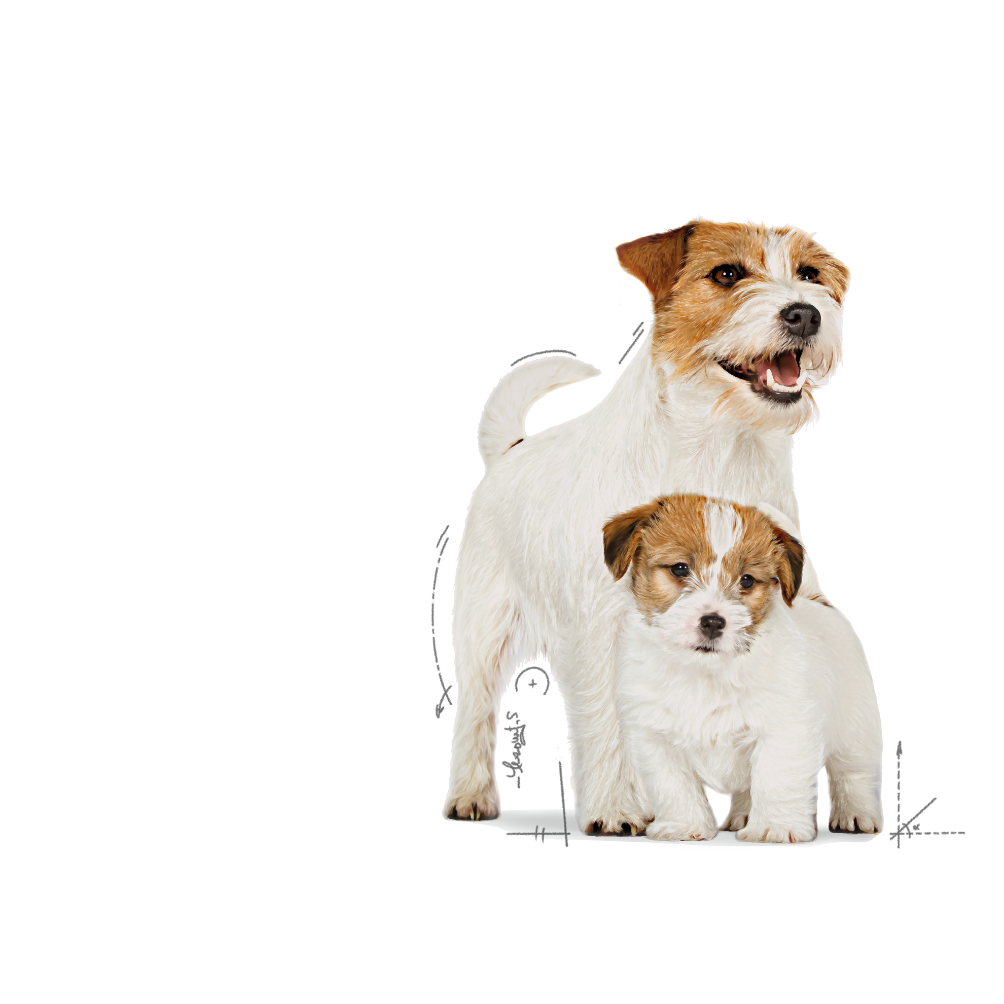 อาหารแม่สุนัข และลูกสุนัข ชนิดเปียก (STARTER Mother & Babydog – Ultra soft mousse)