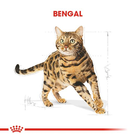 Bengal Adult