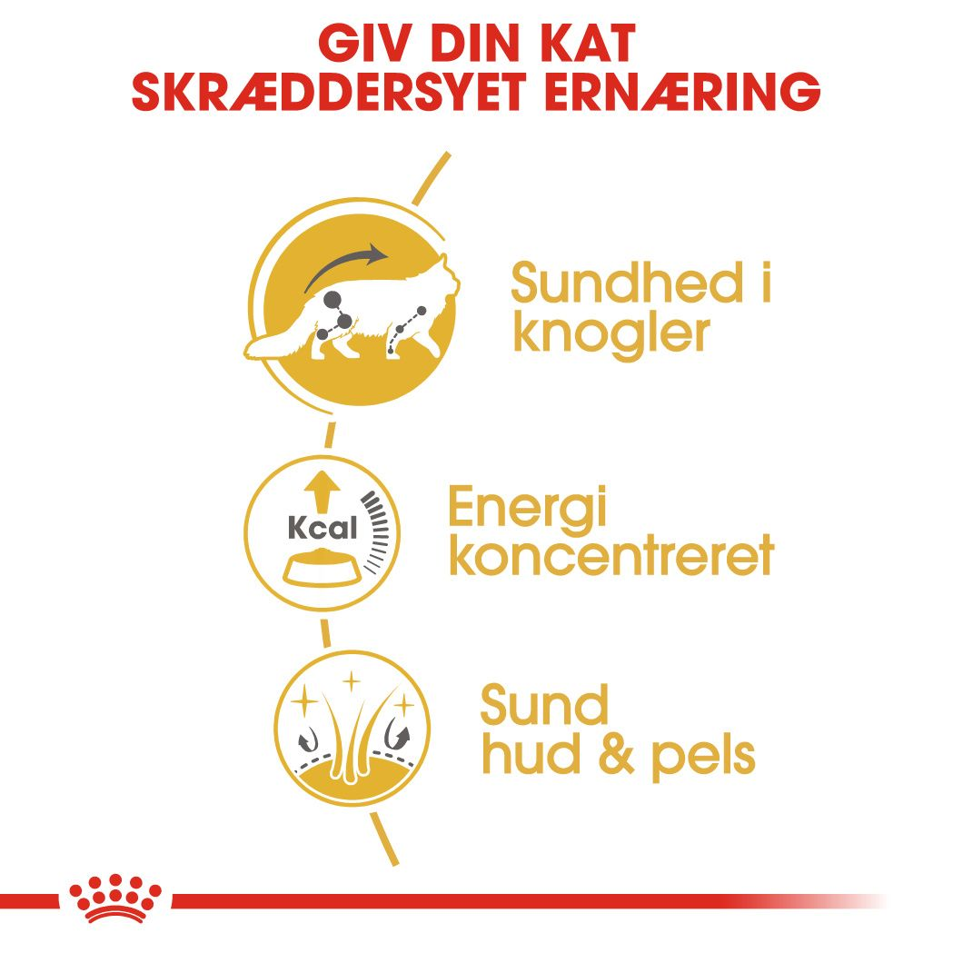 Maine Coon Adult WET