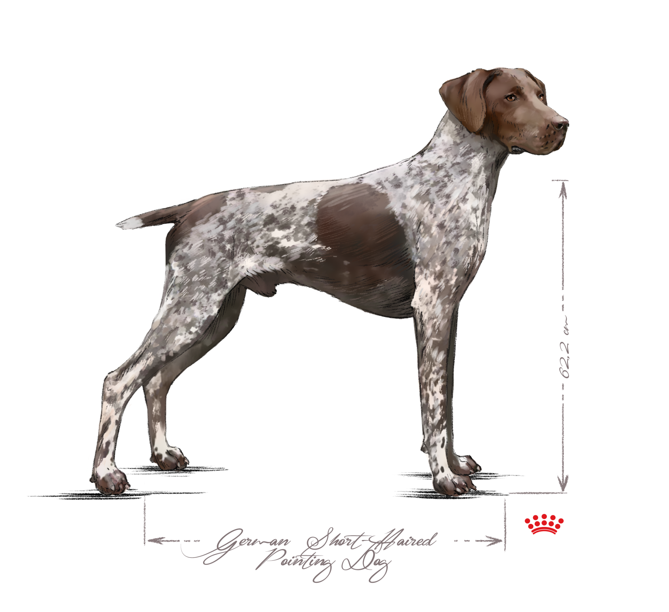 German short haired pointing dog adult black and white
