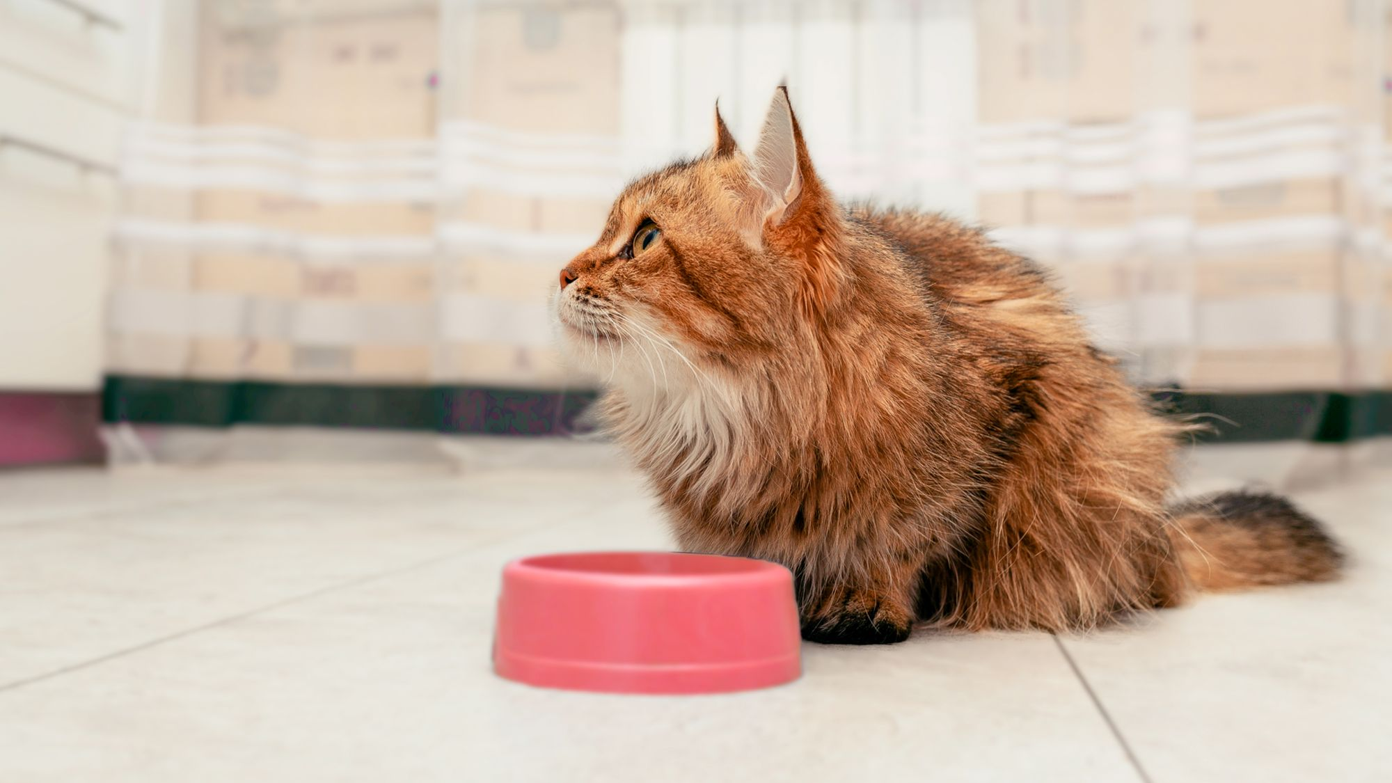 Norwegian Forest cat sitting in a kitchen eating from a feeding bowl