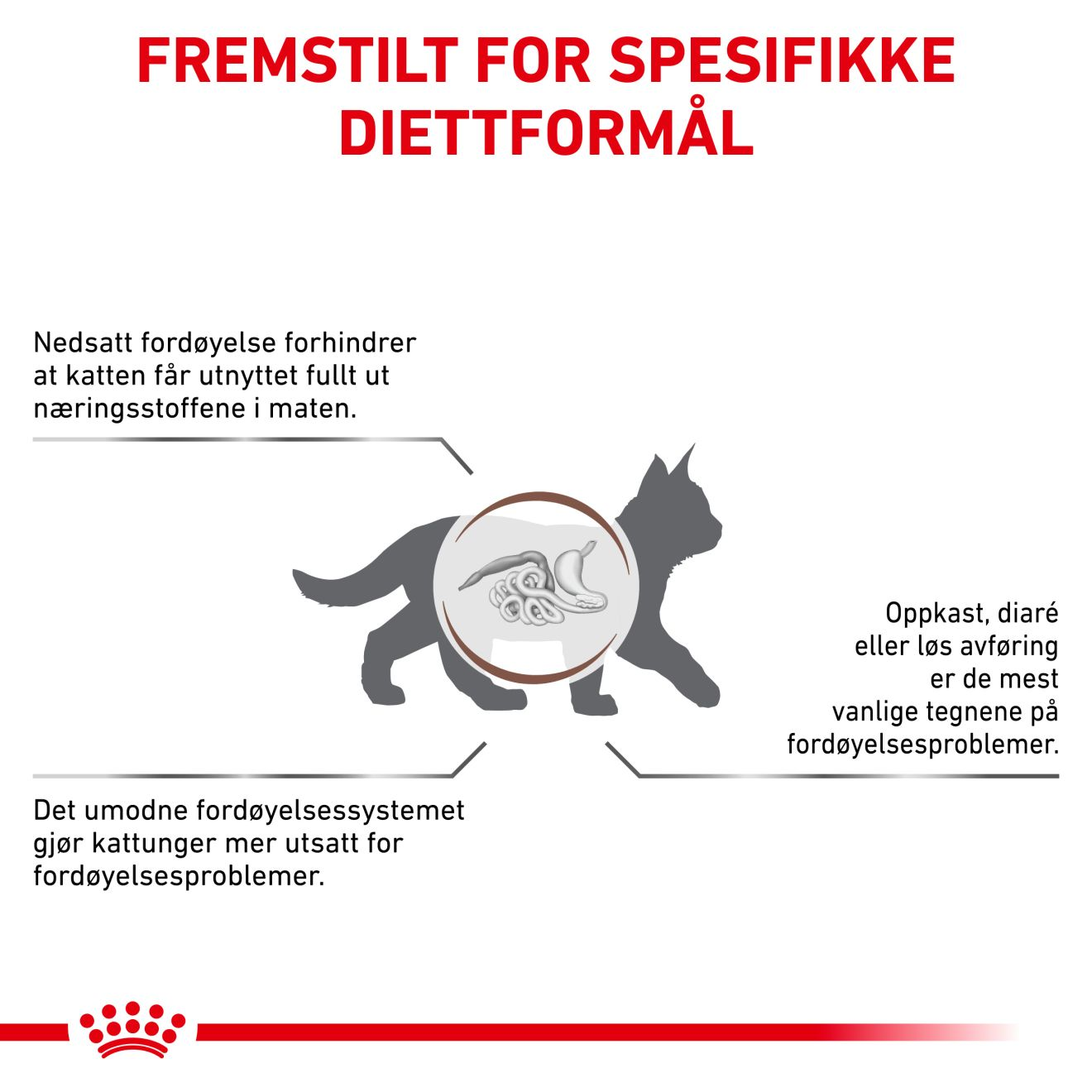 Gastrointestinal Kitten