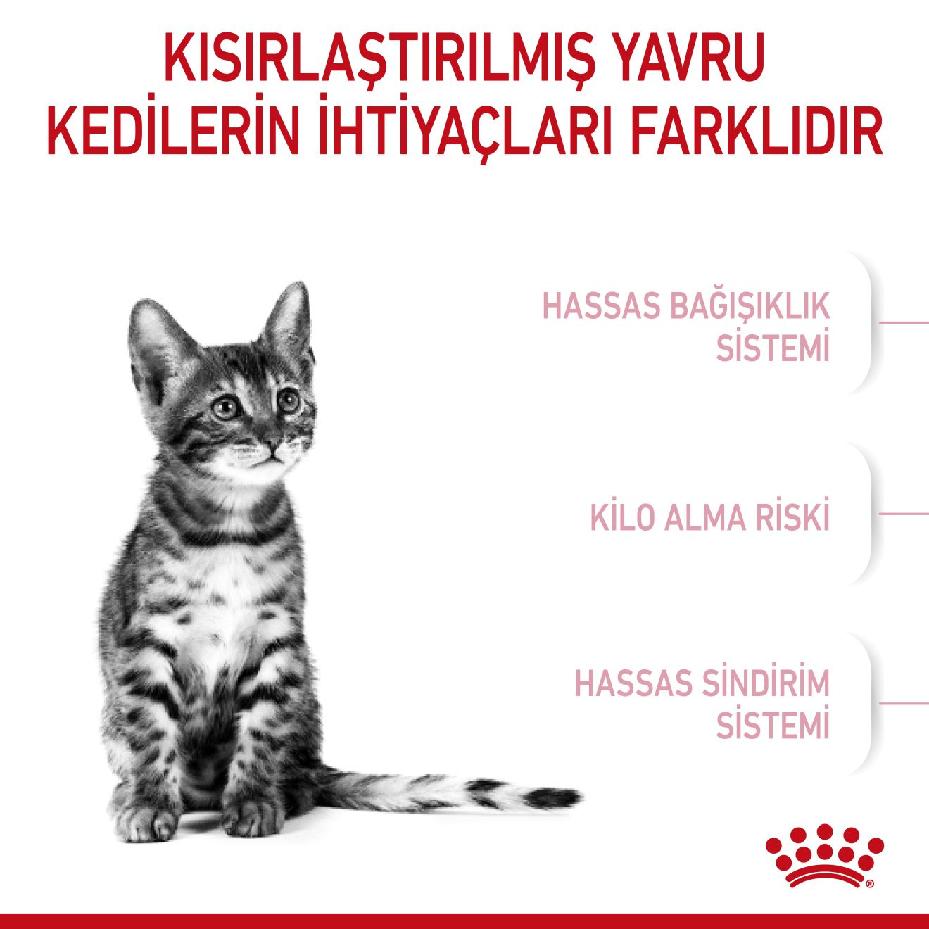Kitten Sterilised Yavru Kedi Kuru Maması