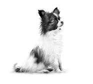 SHN X Small Puppy Royal Canin HK