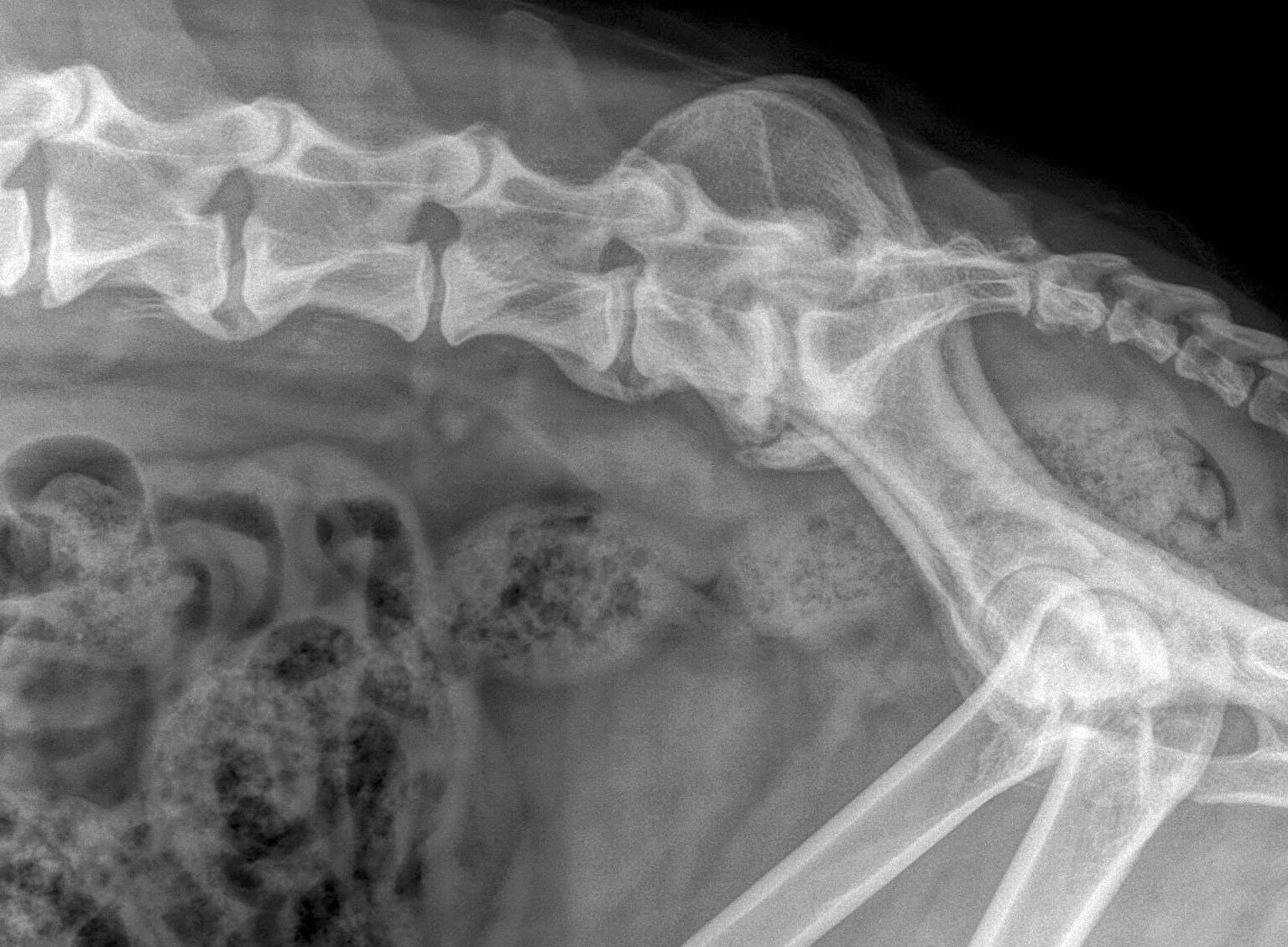 Radiografia evidenziante alterazioni nelle regioni lombare e lombosacrale di un cane da lavoro.
