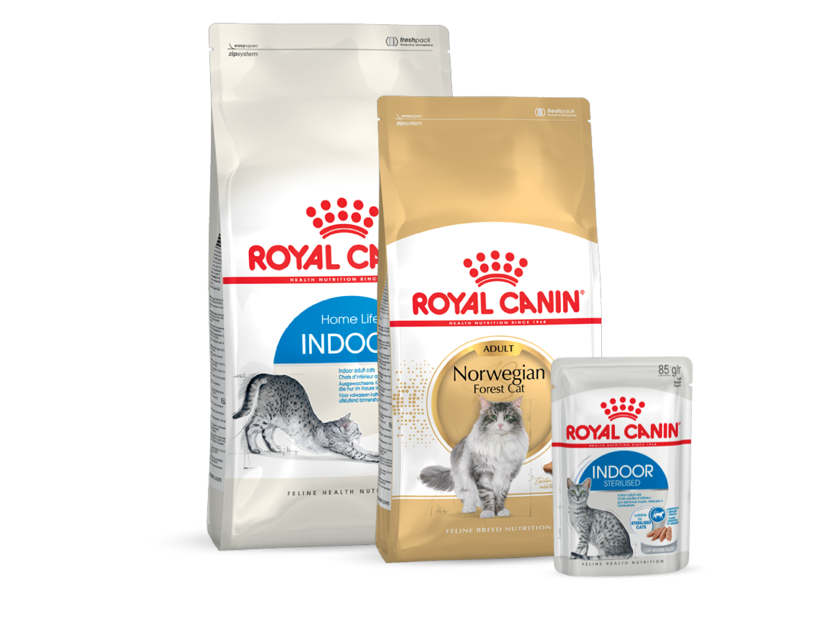 Nourriture pour chats