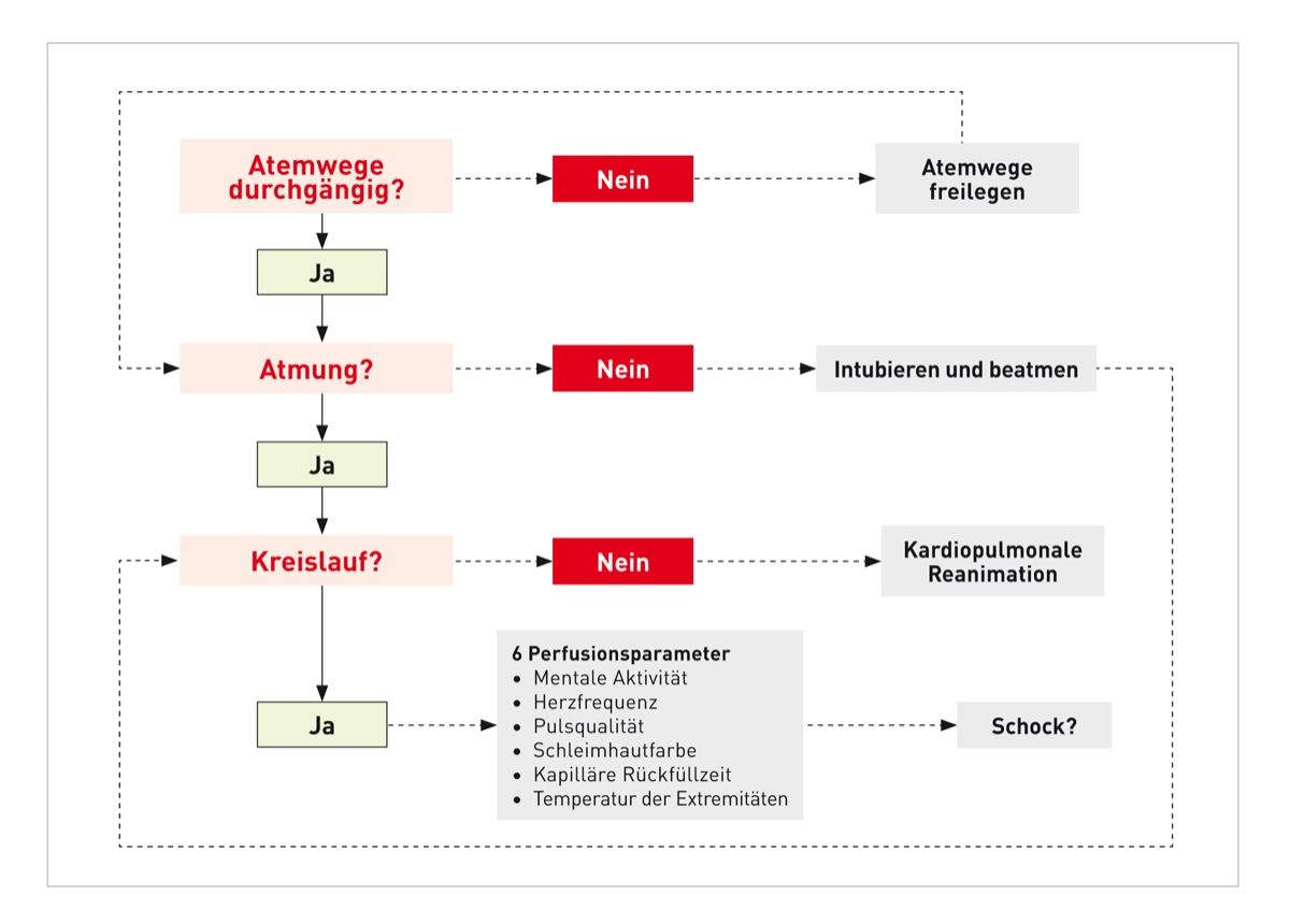 Der „ABC”-Algorithmus für die Beurteilung der Durchgängigkeit der Atemwege („Airways“), der Atmung („Breathing“) und des Kreislaufes („Circulation“).