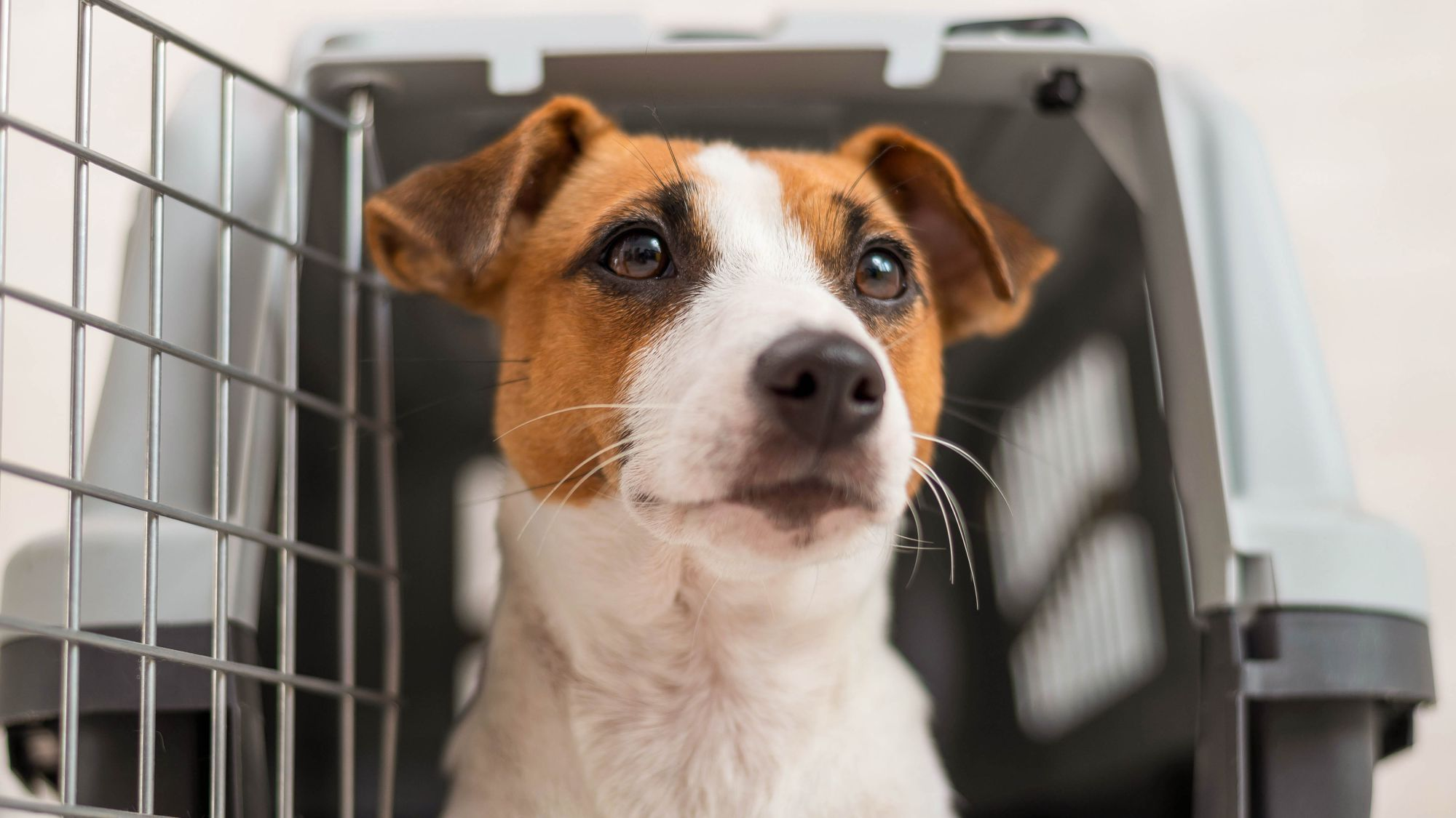 Dog sat in a carrier