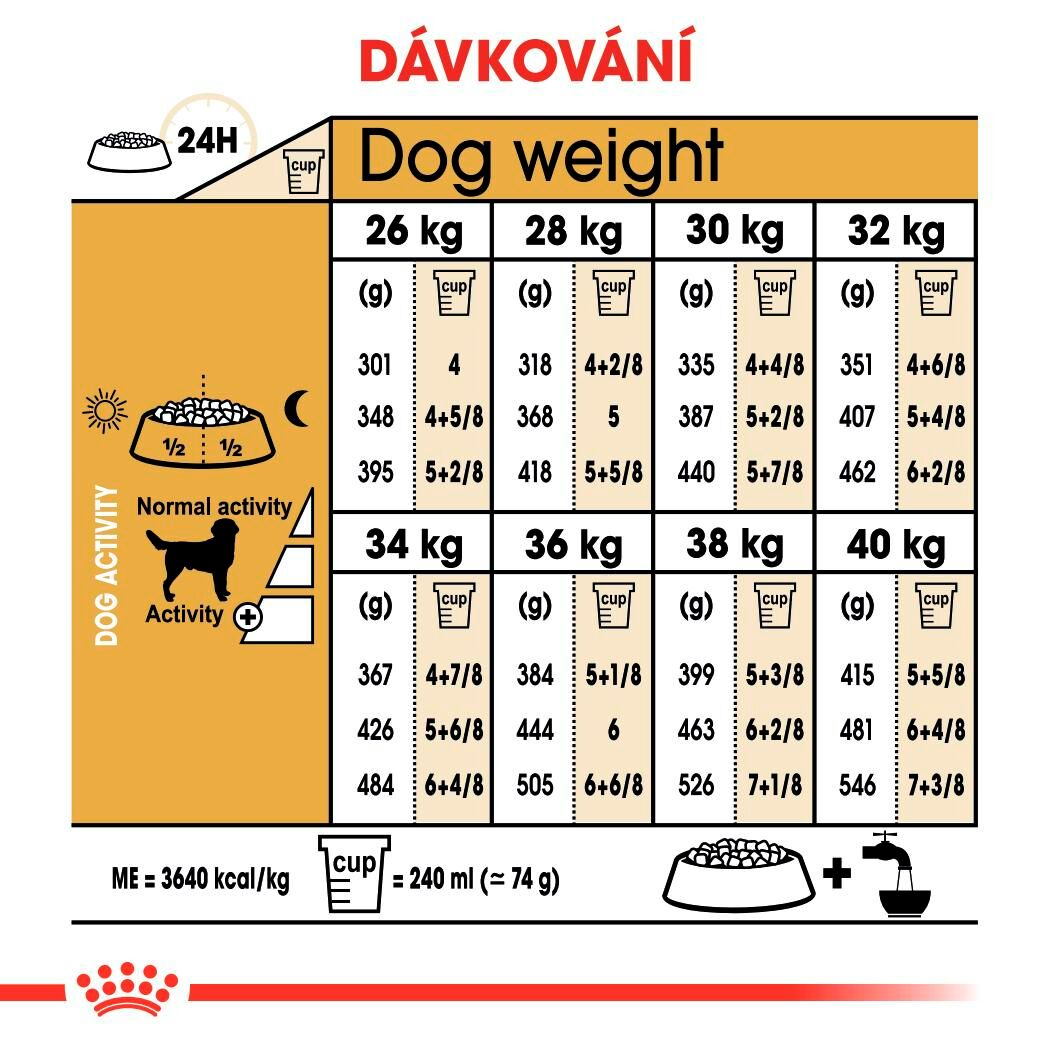 LABRADOR RETRIEVER Adult