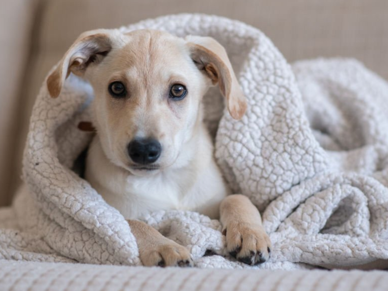 Cachorro recostado envuelto en una manta