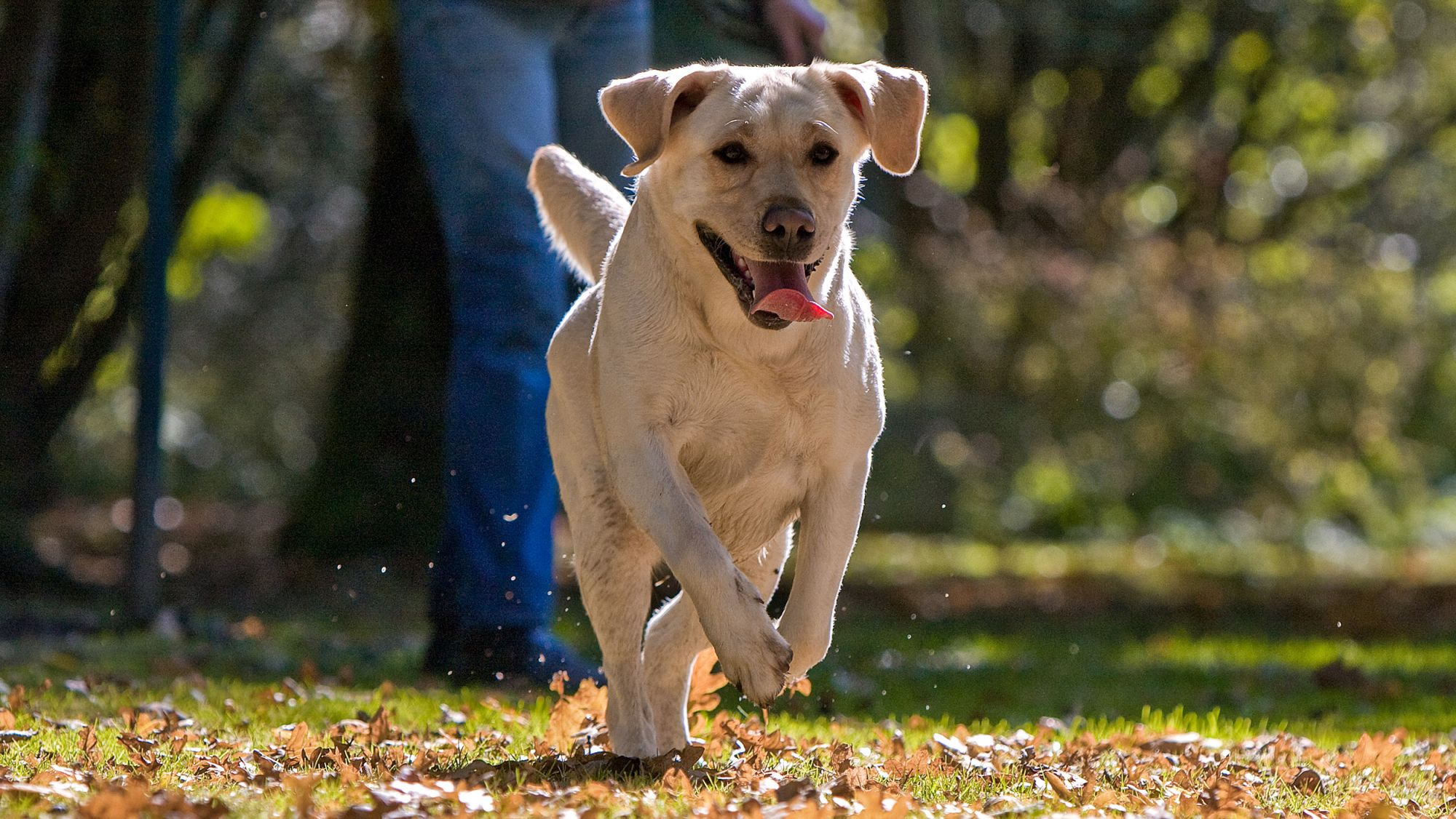 Labrador Retriever adult running through leaves while owner stands behind.
