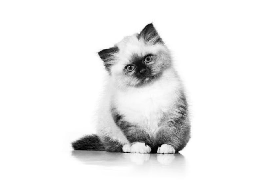 Sacred Birman kitten sitting down in black and white