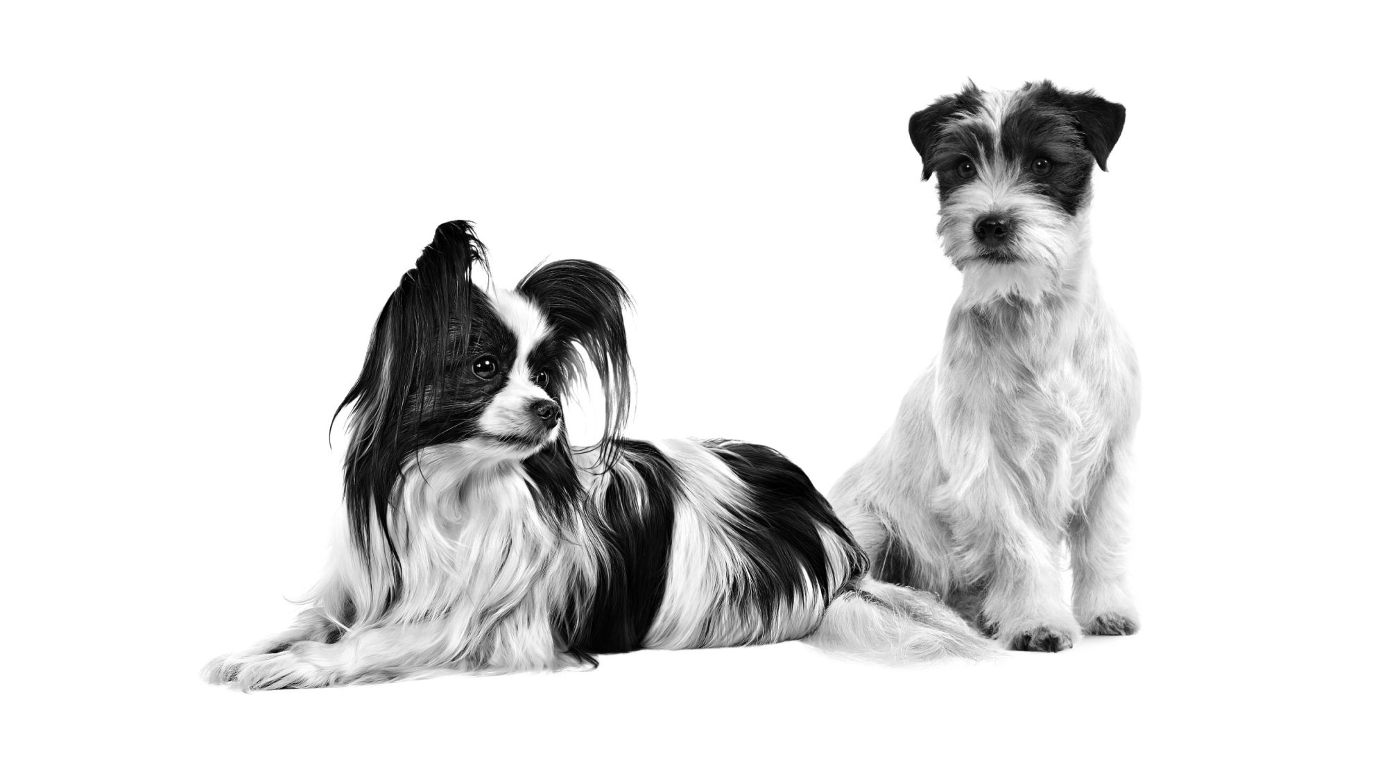 Black and white Papillion and Jack Russell 