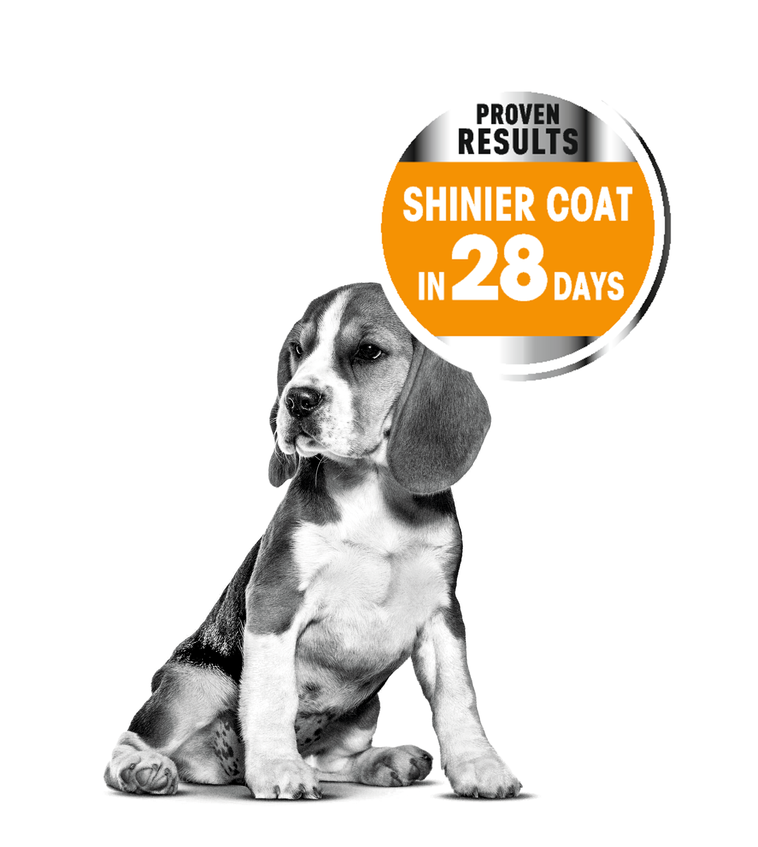Emblematic mini coat care dog
